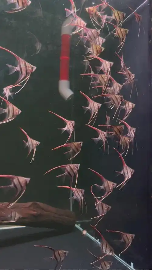 埃及神仙鱼f1的繁殖记录