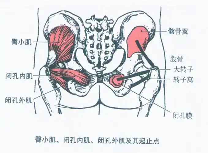 2,髂腰肌(iliopsoas)