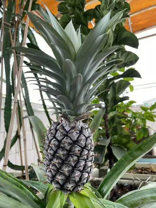 快来看我家的凤梨长这样了#凤梨  #金钻凤梨
