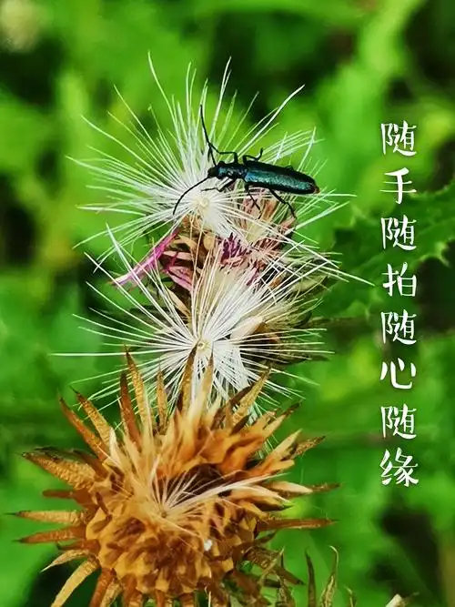 随手随拍随心随缘