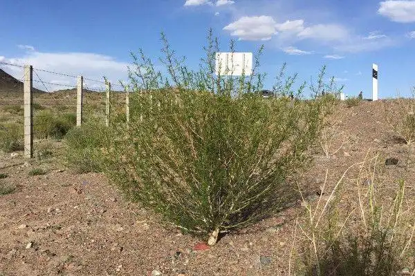 你在蚂蚁森林种下的梭梭树,对沙漠的贡献原来这么大