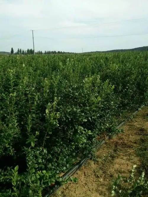 青岛风安达蓝莓苗基地