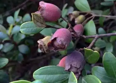捻子什么季节成熟上市(捻子什么时候吃最好)