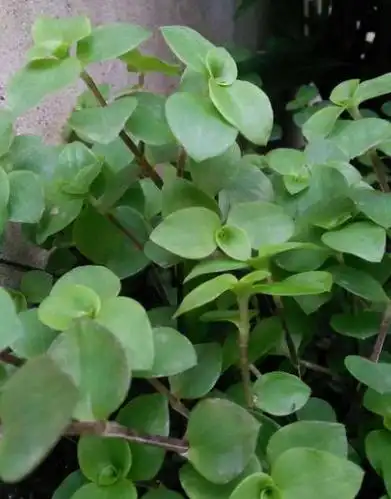 展开全部 这个是洋竹草