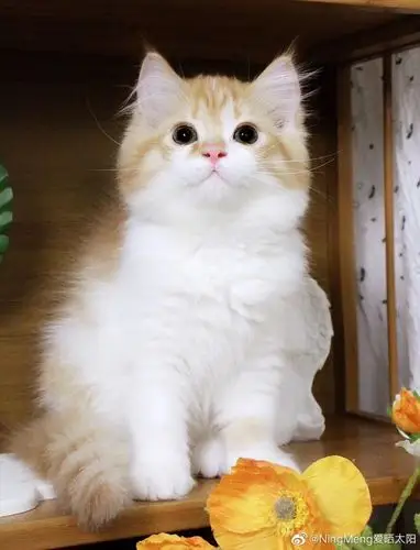 英短高地长毛猫宠物猫幼猫活体拿破仑