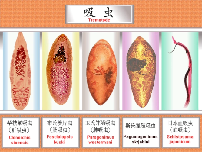 人体寄生虫 吸概,肺吸虫.ppt-文档在线预览