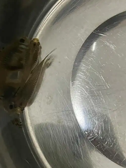 孔雀鱼疑似怀孕的全身发黑