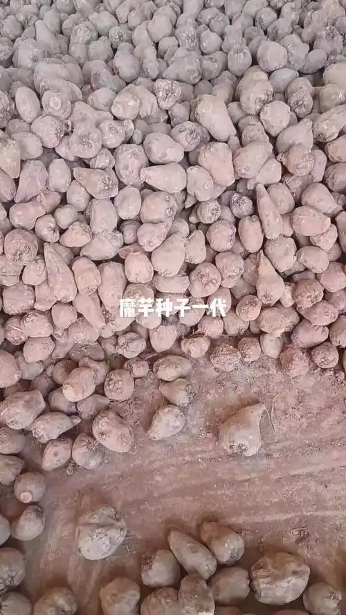 一代魔芋种子,挑选装框 魔芋种子 抖音助农 农业种植 优质农产品-度小