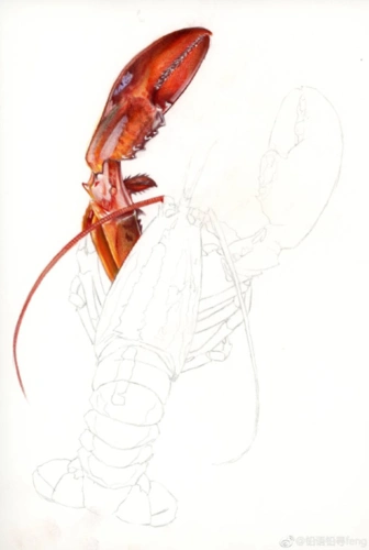 超写实大龙虾手绘彩铅画作品