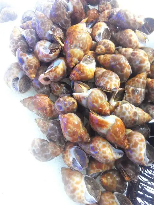 海参斑鱼多少钱一斤,团购158元的海鲜自助可以吃到海参斑?