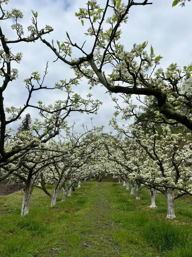 梨园又一春 #感受大自然的气息和美景 #三月梨花 #想把春 - 抖音