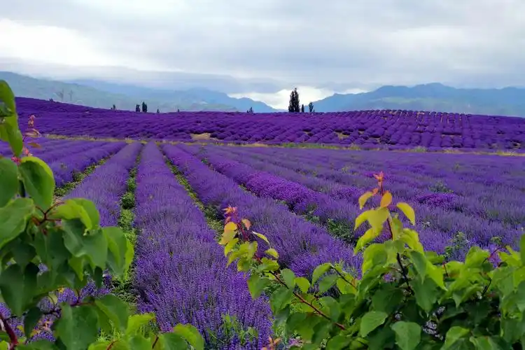 伊犁解忧公主薰衣草庄园——紫色的诱惑!