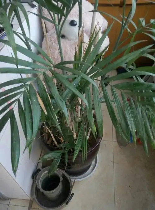 夏威夷椰子叶子上发黏,叶尖变黄变黑,是长什么虫了?用什么杀虫剂好?