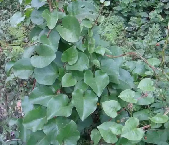 第一次认识家门口的#藤三七,别名川七,可食可药. - 抖音