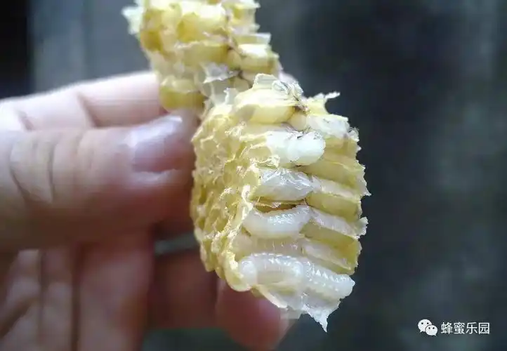 网上蜂蜜 夜郎蜂蜜价格 蜂蜜美容效果 早晨起来喝蜂蜜