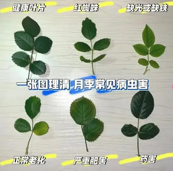 月季的常见病害,一张图告诉你,记得收藏哦#爱生活爱养花 #花 - 抖音