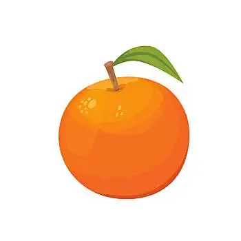 矢量,收集,新鲜,成熟,橘子,柑橘,叶子,橙色