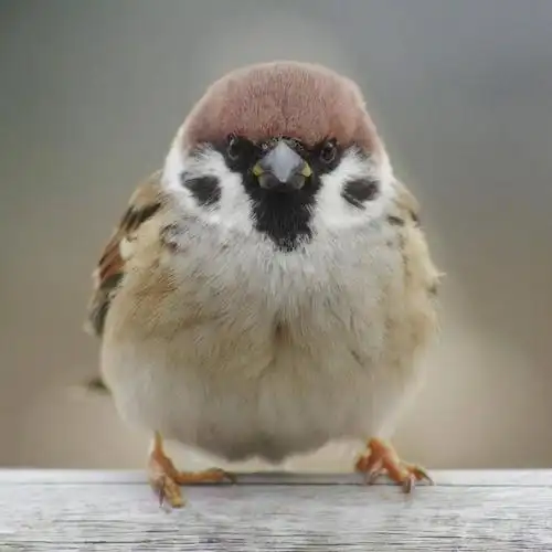 摄影师satoru镜头里的小麻雀,吸一口肥啾