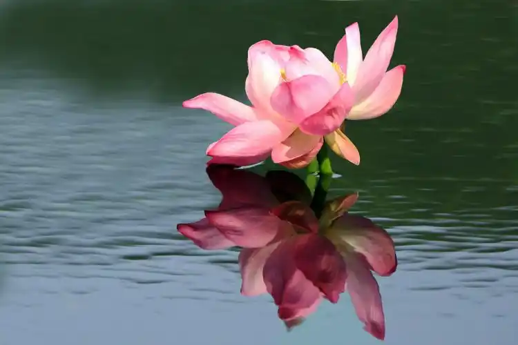 《摄影技术研讨群》莲花荷花集