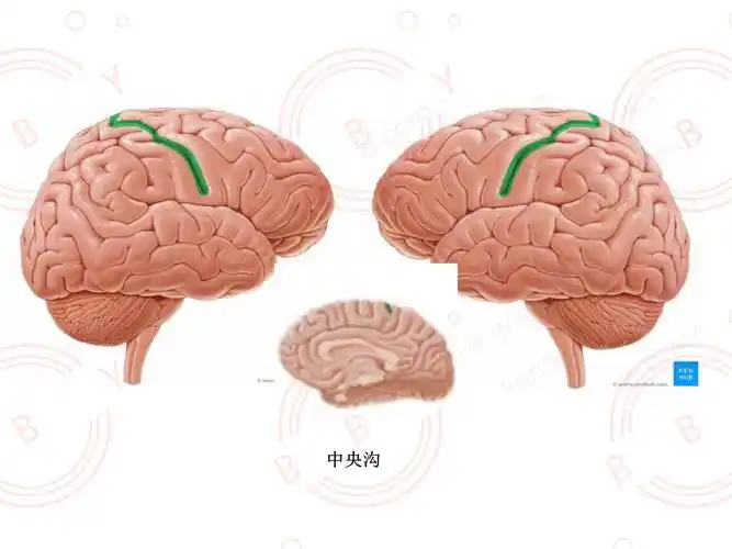 额叶脑沟回,解刨篇
