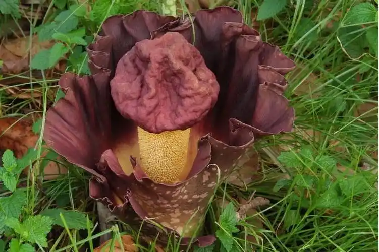 魔芋的正确种植方法是什么