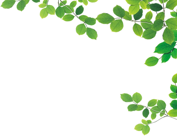 边角修饰叶子绿叶免抠图打包下载(15张),ppt素材 - 51ppt模板网