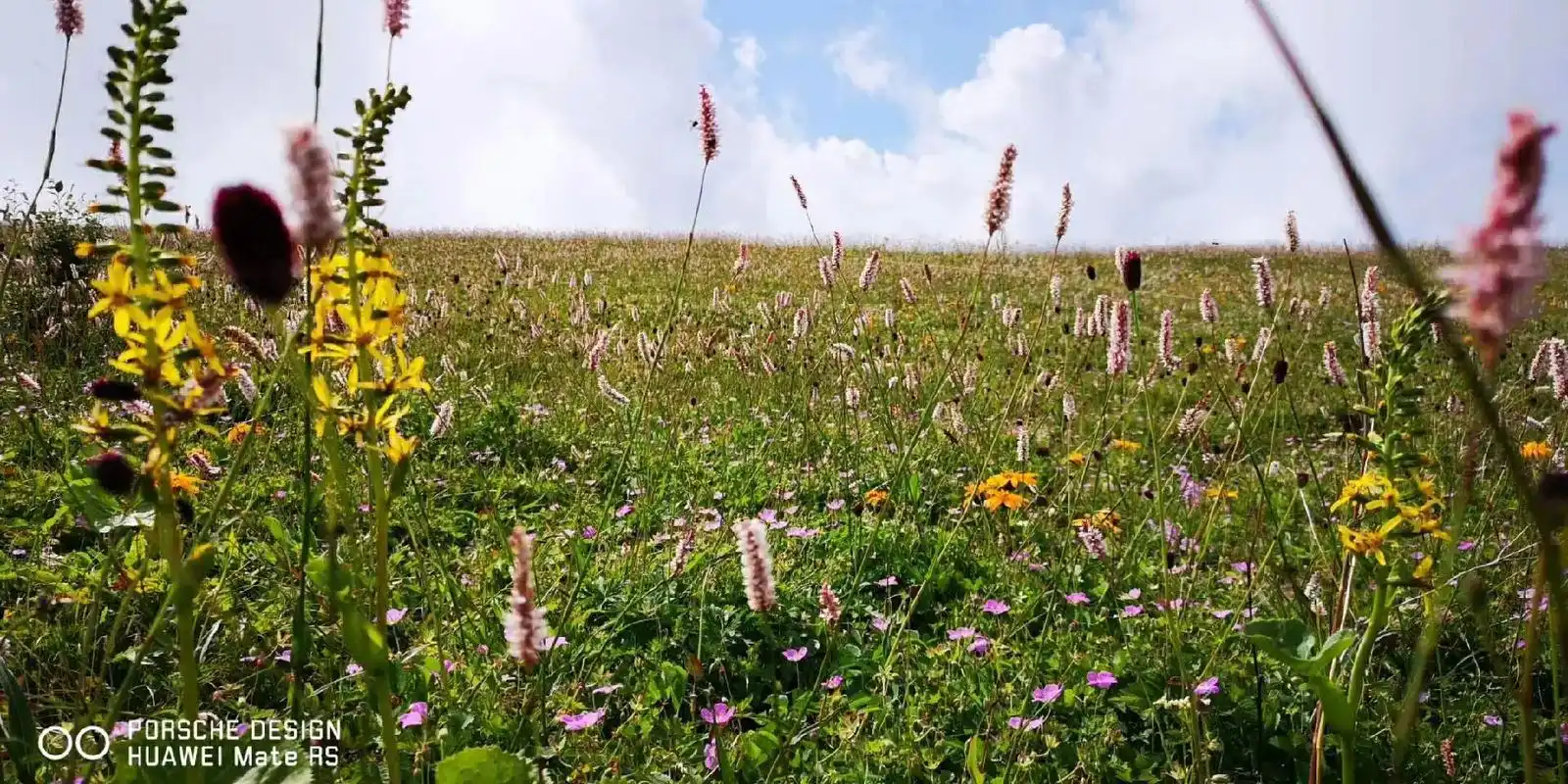 难得一见的高山草甸,成片的野生花海 - 抖音