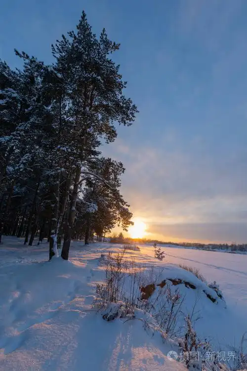 景观. 在阳光明媚的冬日雪中的松林
