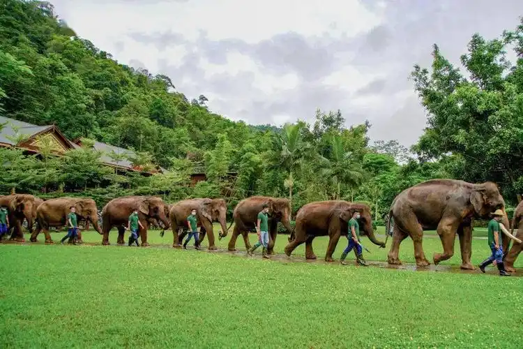 打卡中老铁路沿线网红景点野象谷