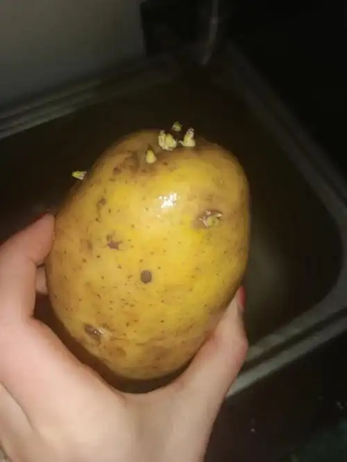 土豆发芽了还能吃不