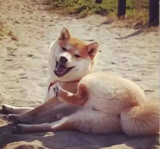 贱柴用屁股撒娇的姿势太妖娆,泰迪开始不淡定了