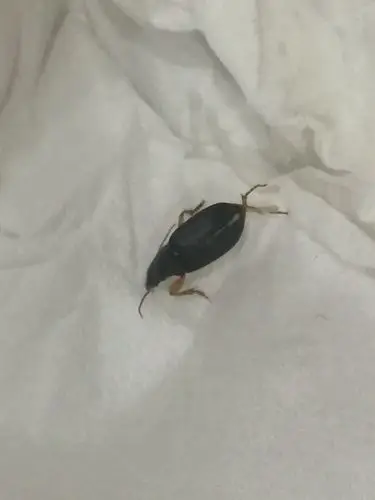 电视墙上突然出现好几只这种大黑虫,会飞,有人知道这是什么吗.怎么治.