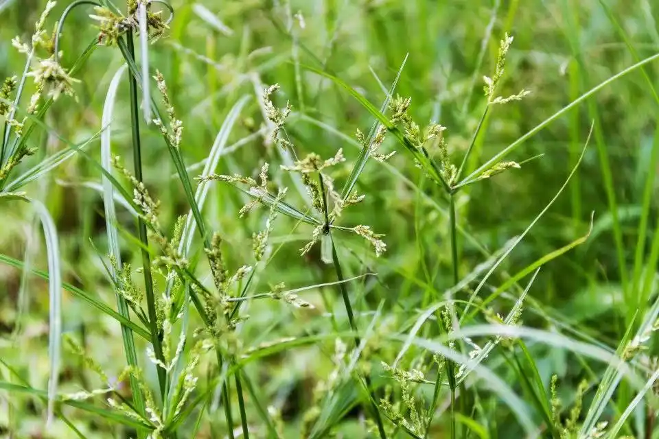 「植物」香附子