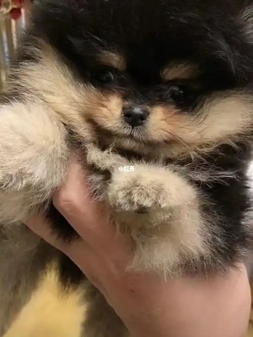 包金博美是个神奇的异色也是个神奇的颜值