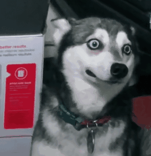 可爱沙雕表情包猪猪今天也很想你哦