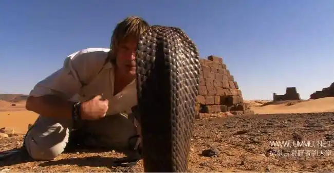 探索频道蛇王奥斯汀史蒂文斯austinstevenssnakemaster全14集英语中字