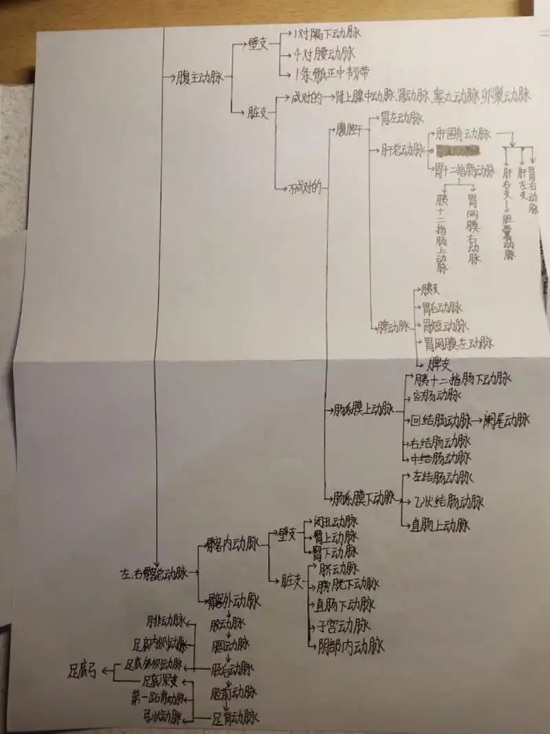 循环系统思维导图