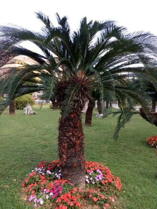 小区门口的铁树.