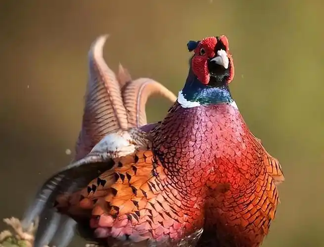 东北野鸡满天飞为何吃货却不敢下嘴农民直言真惹不起