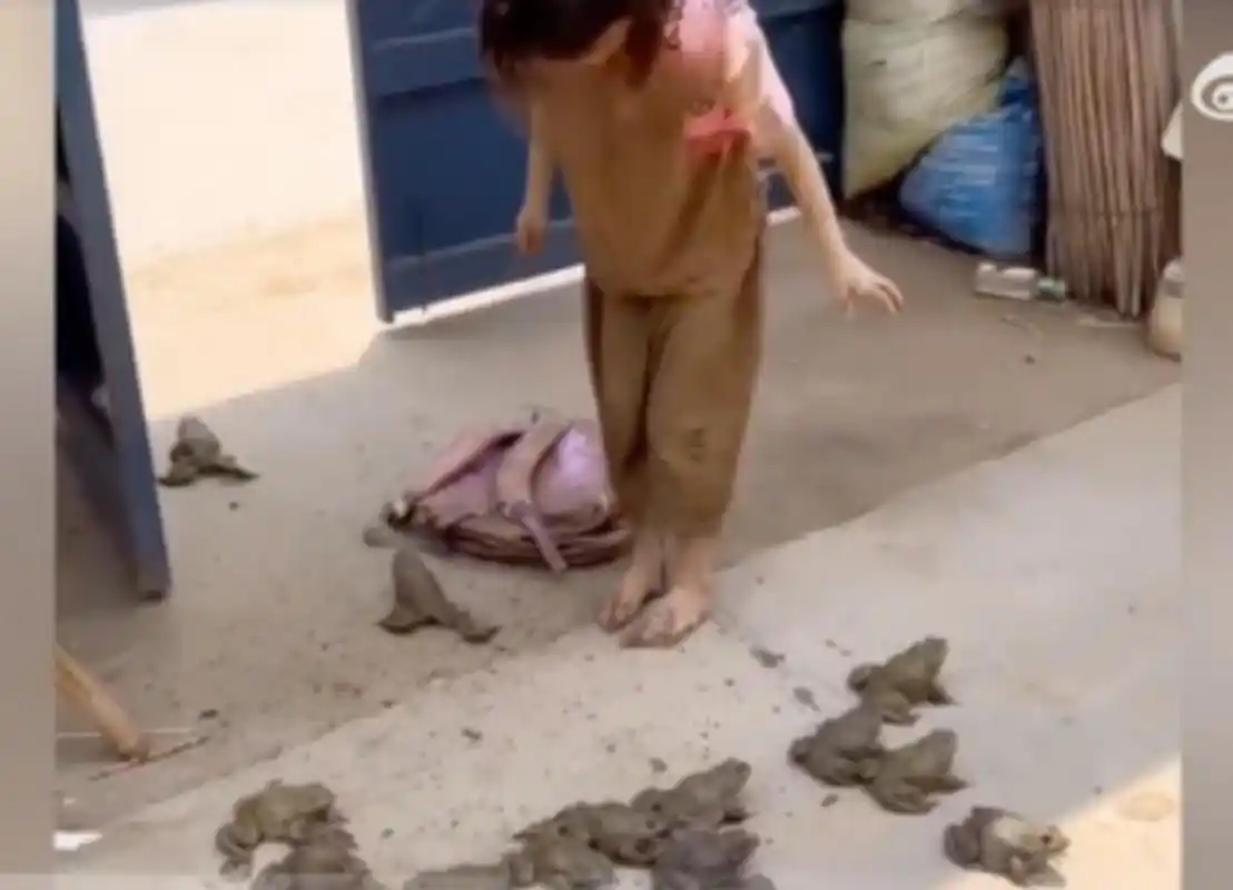 山东一小女孩放学后满身泥巴,背回来一个装满牛蛙的书包,回家被逮到