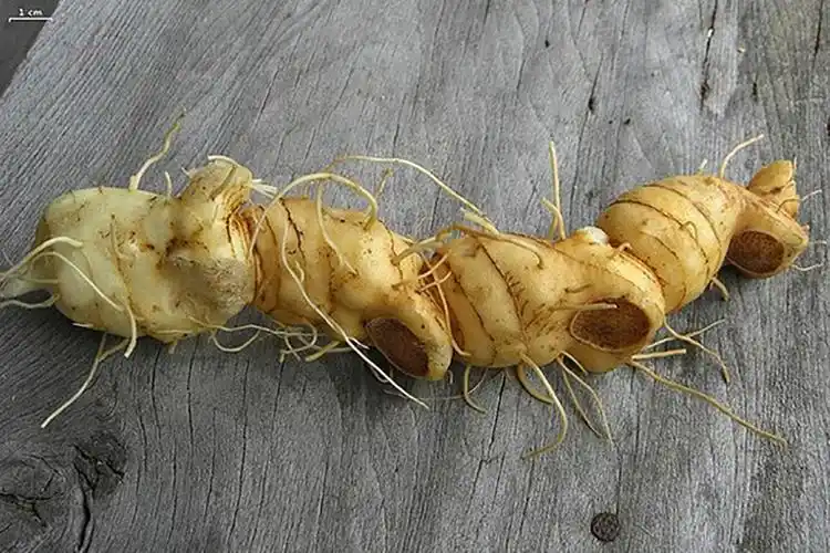 涨知识!辰山植物园带你认识东京奥运会颁奖花束里的植物