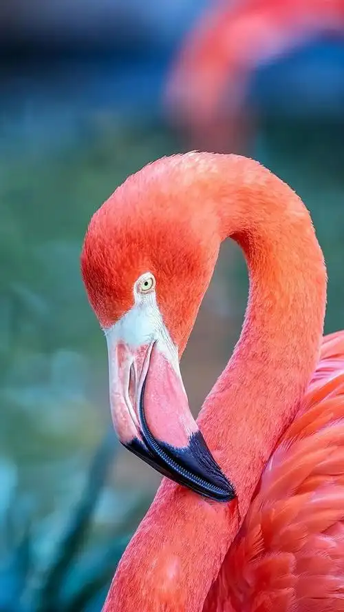 红色羽毛的火烈鸟,背景虚化