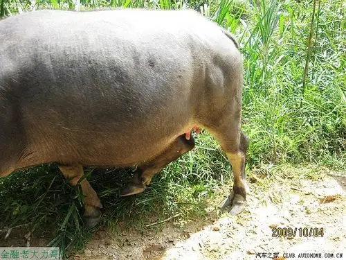 山寨版九寨沟国庆自驾游野炊