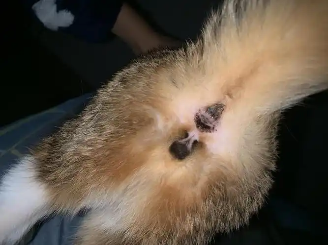 【讨论】猫咪轻微脱肛怎么办 已善用搜索