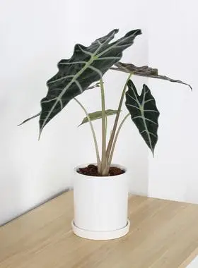 室内植物好养小仙女大叶北欧绿植