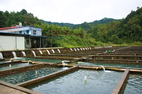 陈永雄的冷水鱼养殖场.摄影:彭媛