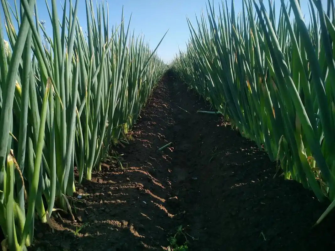 喝"泉水"长大的"水果"大葱,章丘大葱可一点都不简单