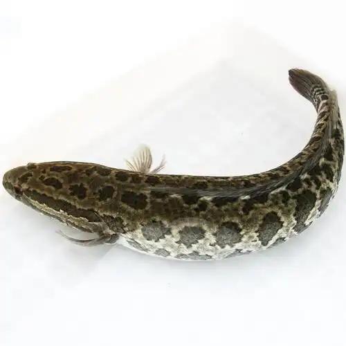 共99 件黑鱼活体相关商品