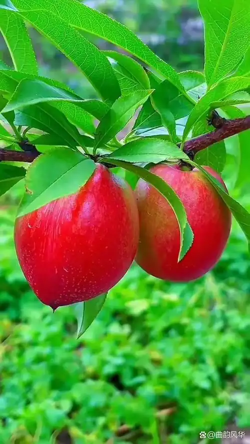 水果壁纸欣赏 919415 这个画面让我想起了夏日的味道!