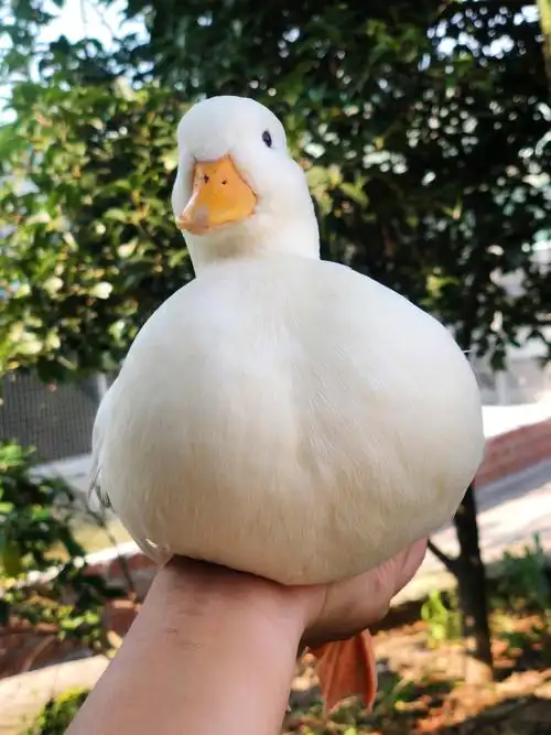 柯尔受精可爱种鸭进口鸭舍荷兰正宗包受精鸭蛋其它宠物